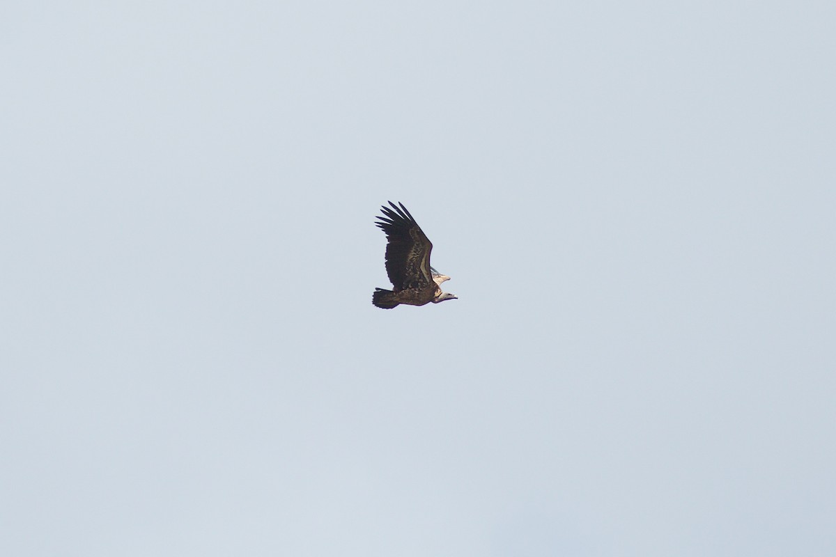 Rüppell's Griffon - Morten Lisse