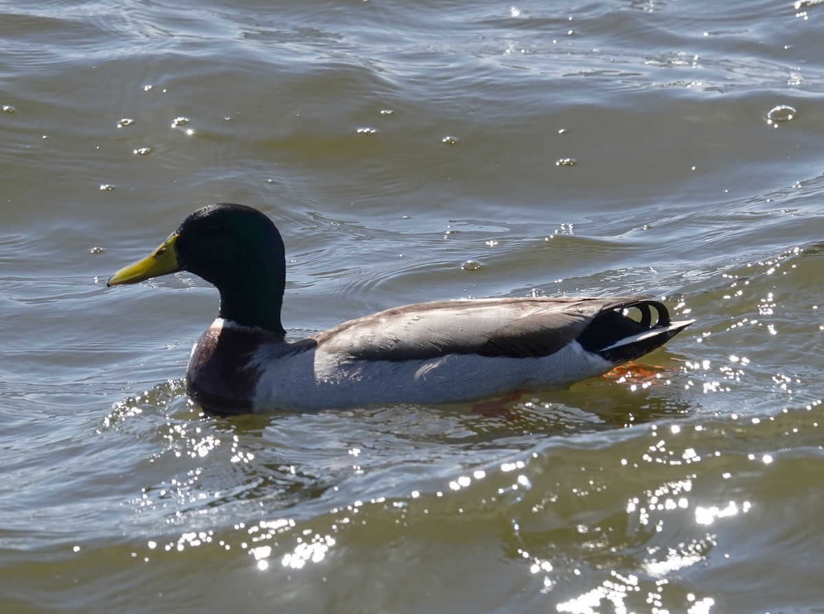 Mallard - Mary Eyman