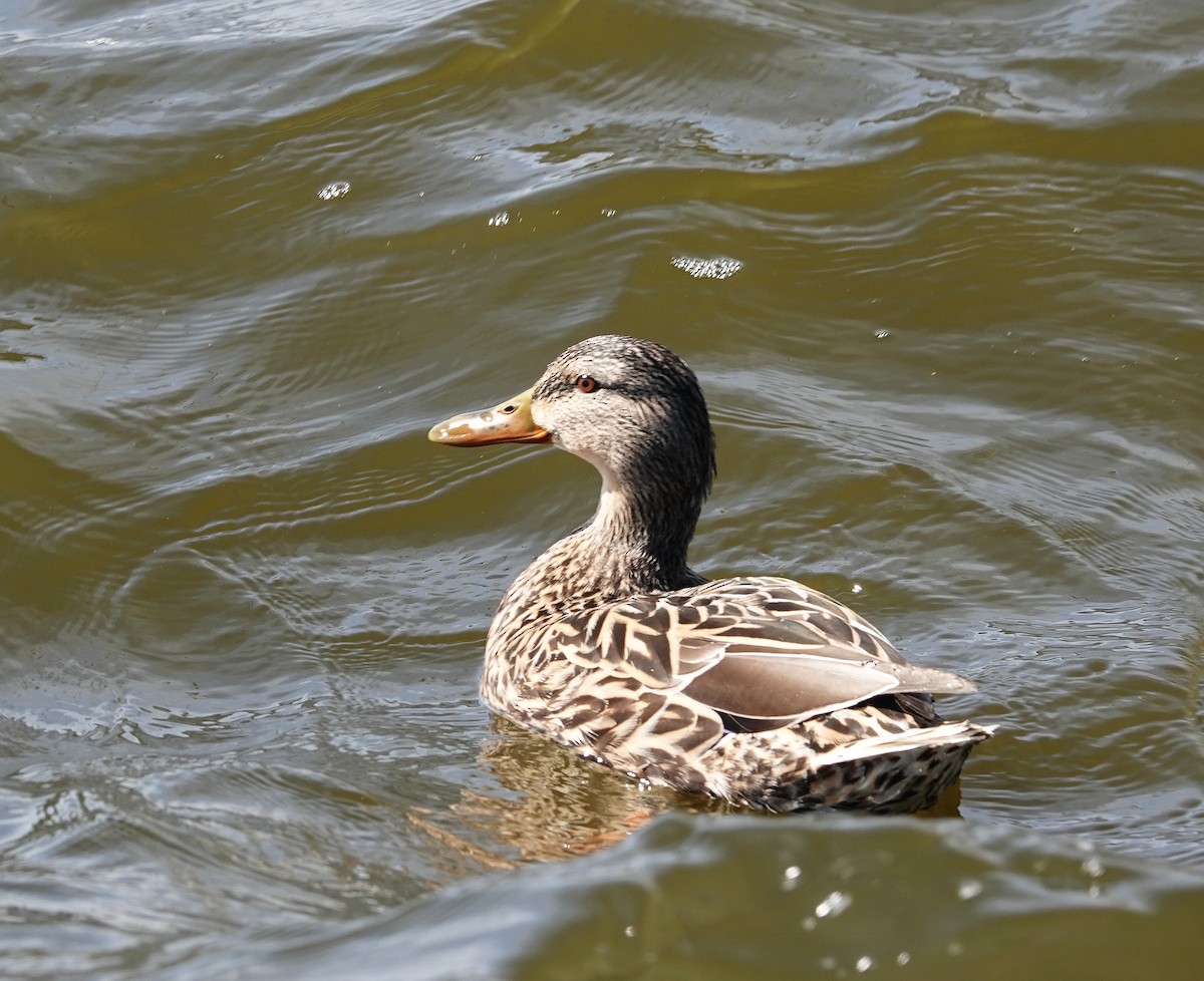 Mallard - ML618662572