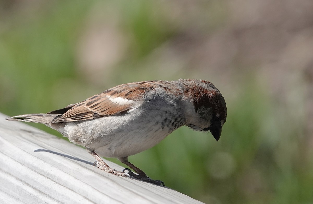 House Sparrow - ML618662581