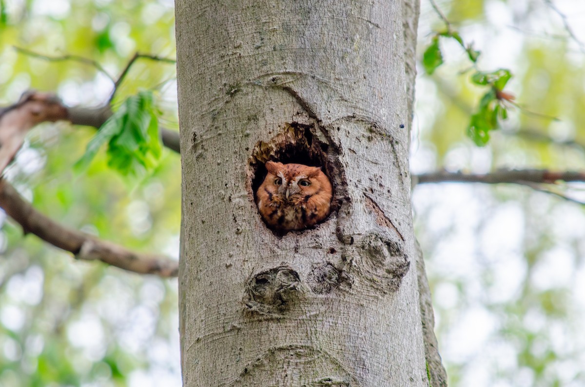 Eastern Screech-Owl (Northern) - Alison Robey