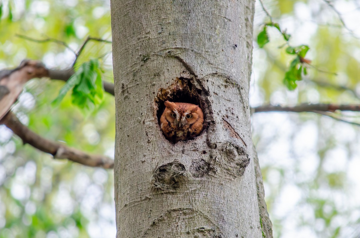 Eastern Screech-Owl (Northern) - Alison Robey