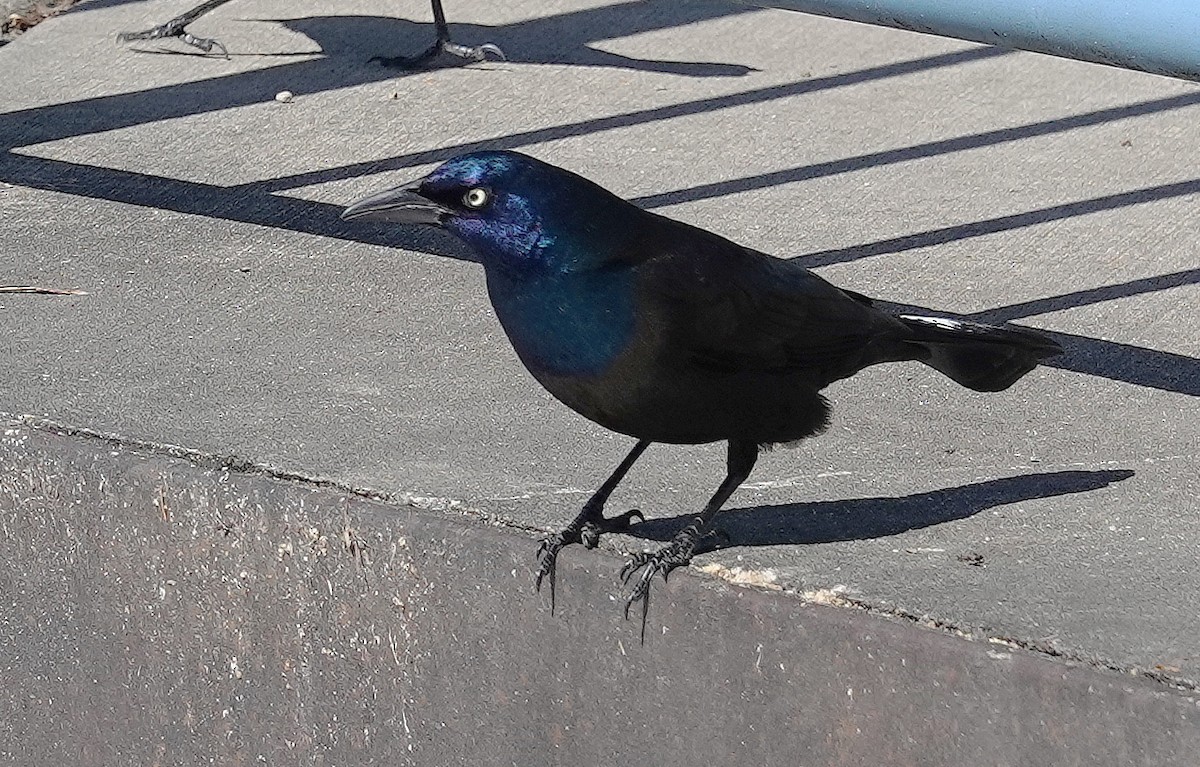 Common Grackle - ML618662597