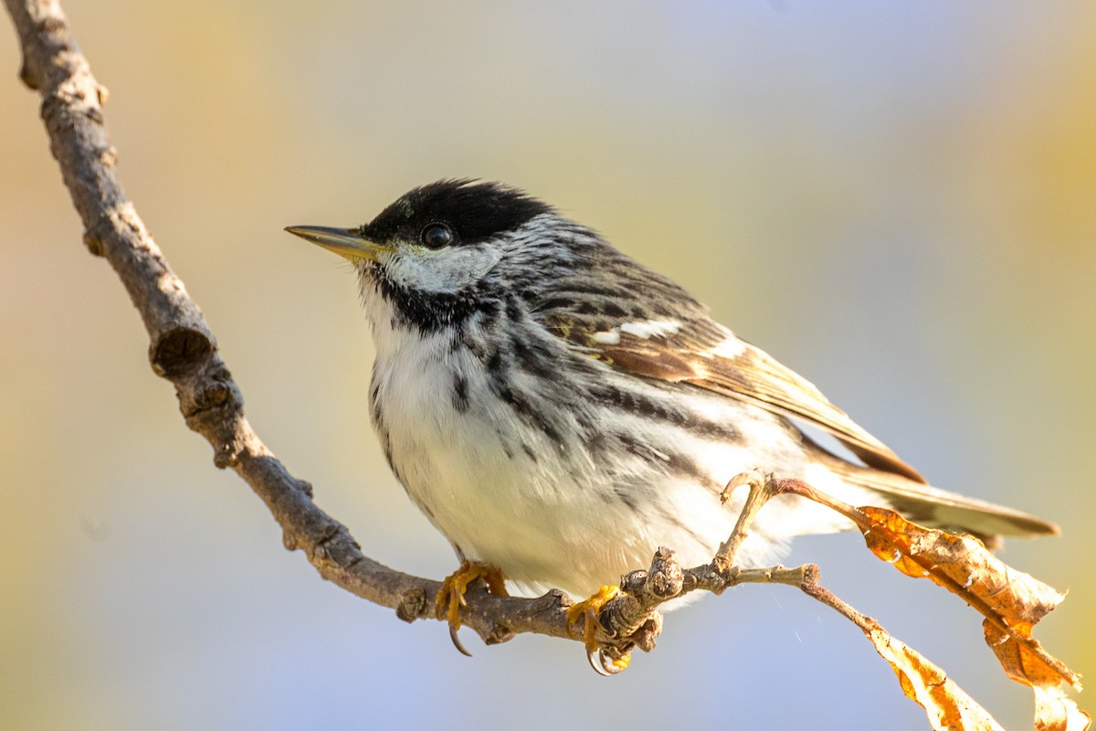 Blackpoll Warbler - Lance Laack