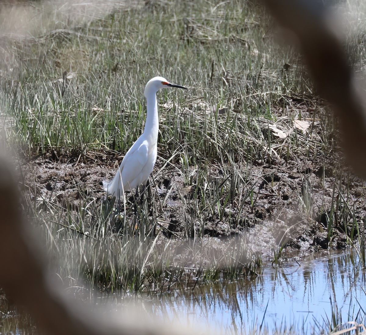 Snowy Egret - ML618662628