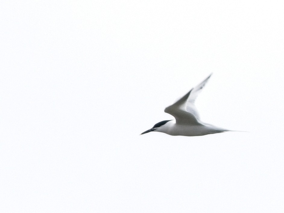 Sandwich Tern - ML618662630