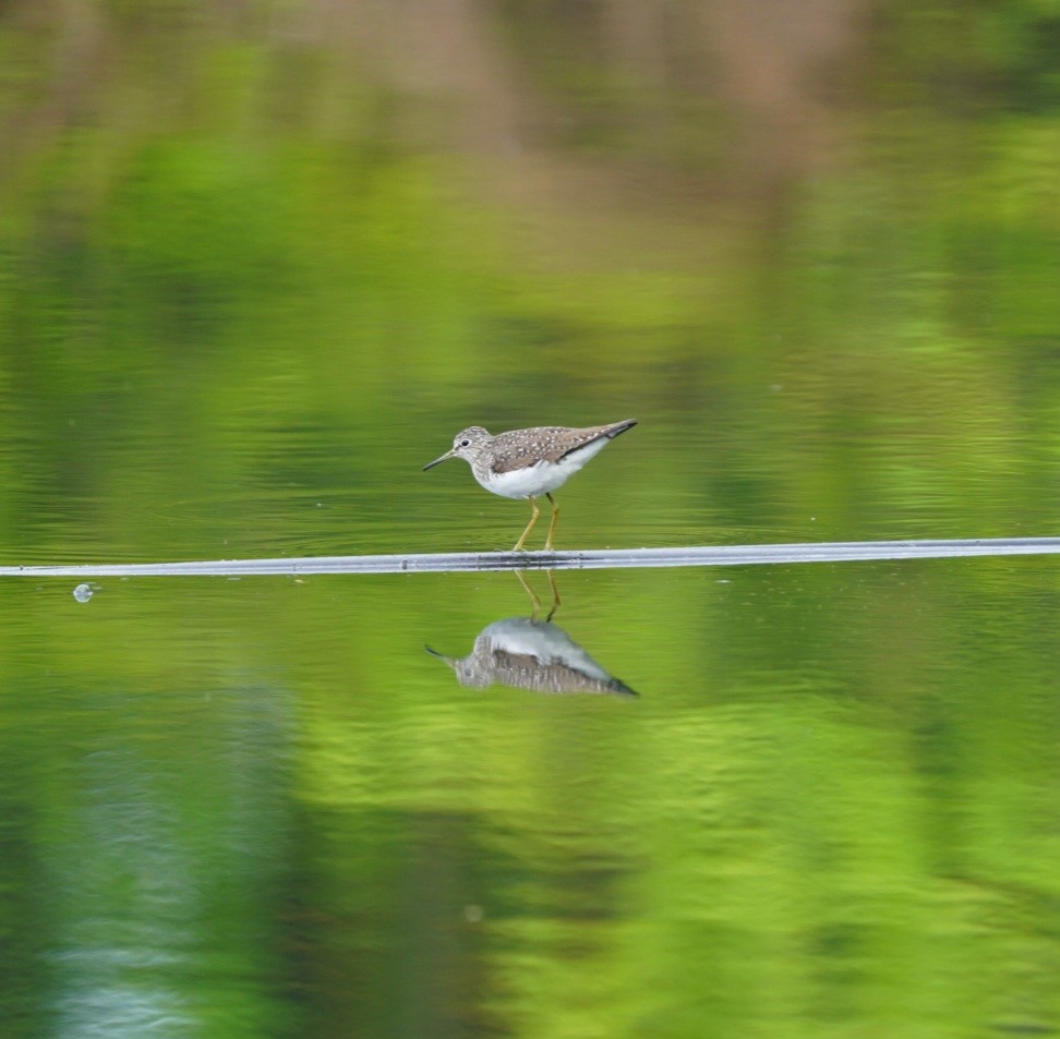 Solitary Sandpiper - ML618662670