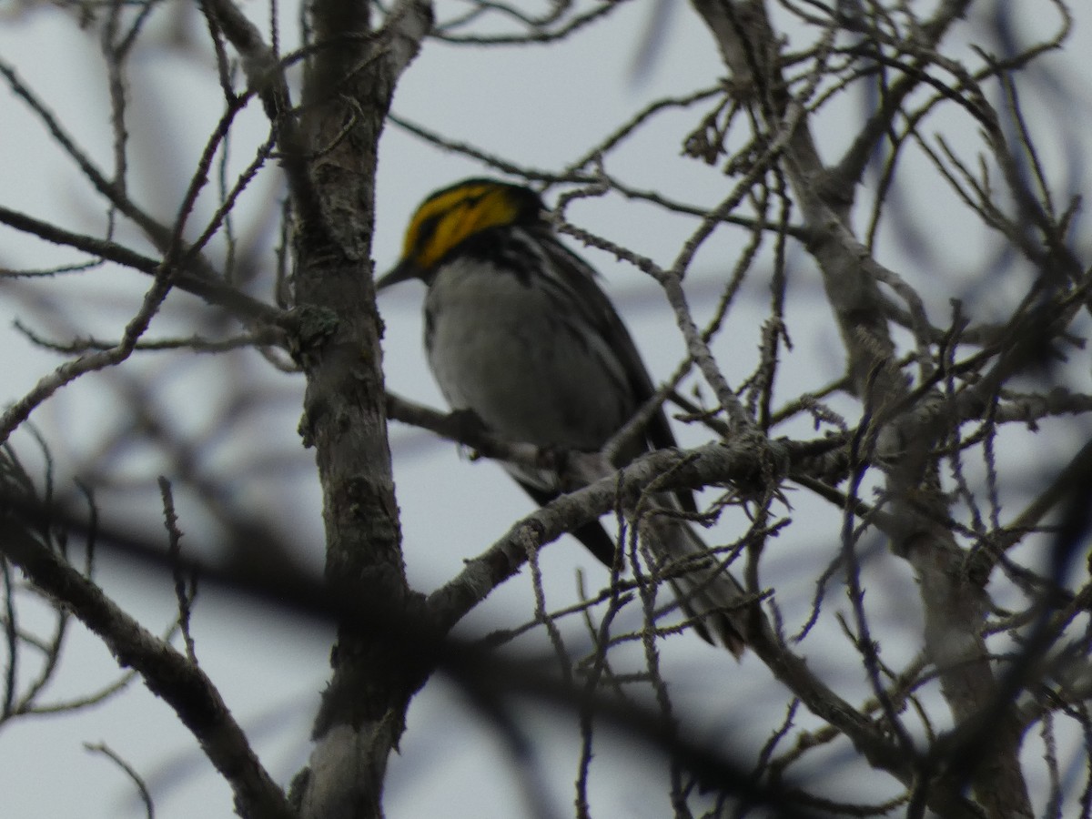 Golden-cheeked Warbler - Matthew Rathgeber