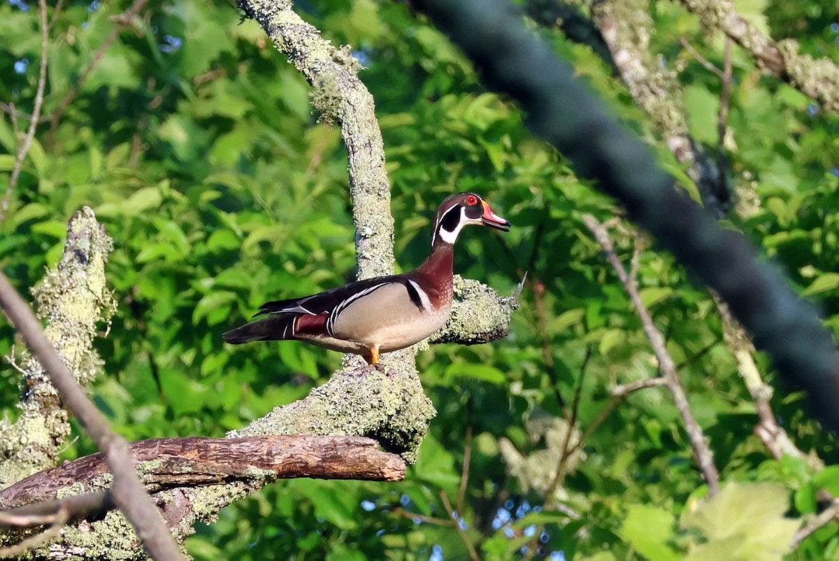 Wood Duck - ML618662695