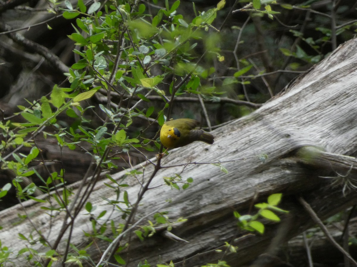 Wilson's Warbler - ML618662727