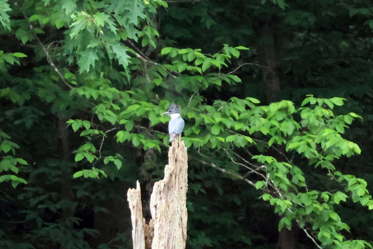 Belted Kingfisher - ML618662741