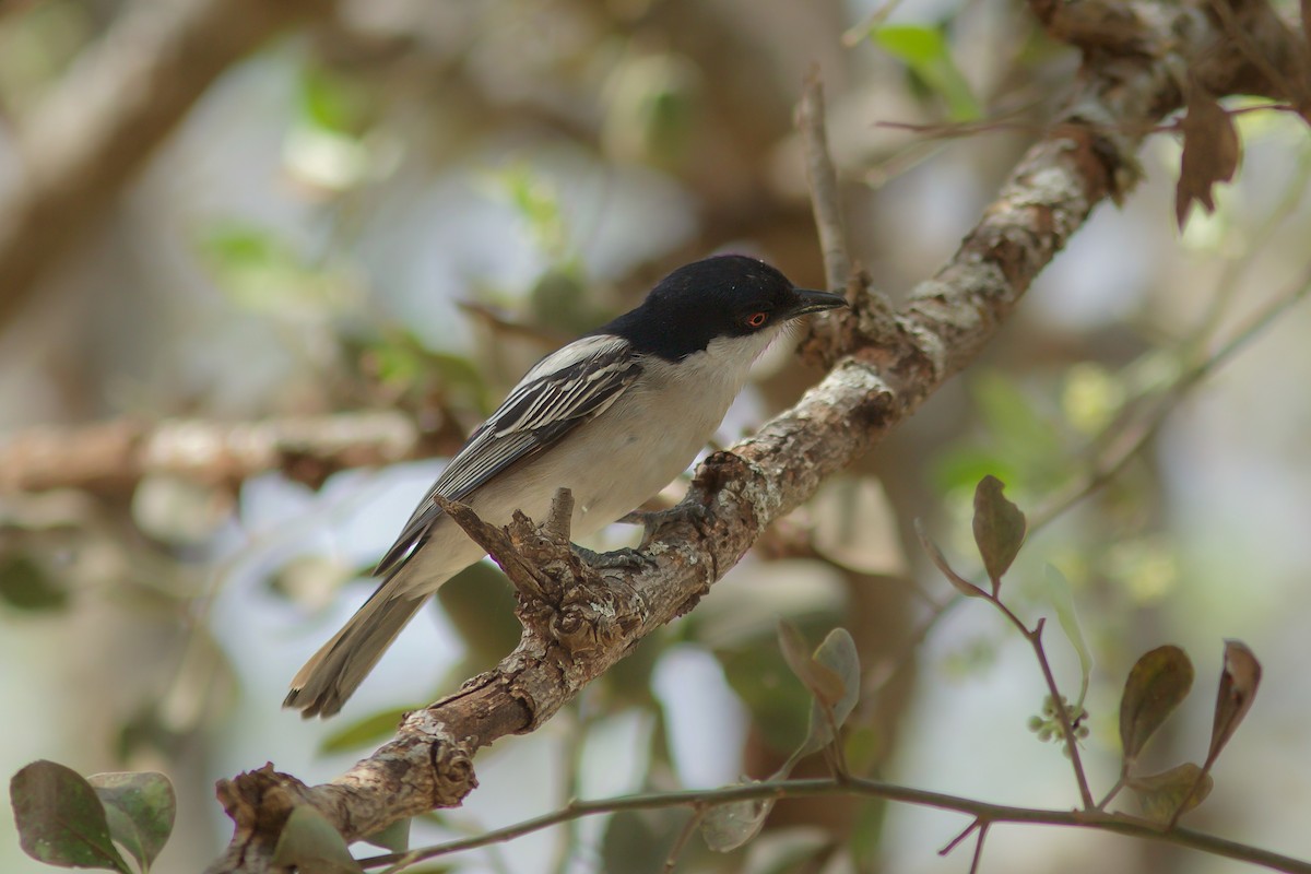 Gambia-Schneeballwürger - ML618662764