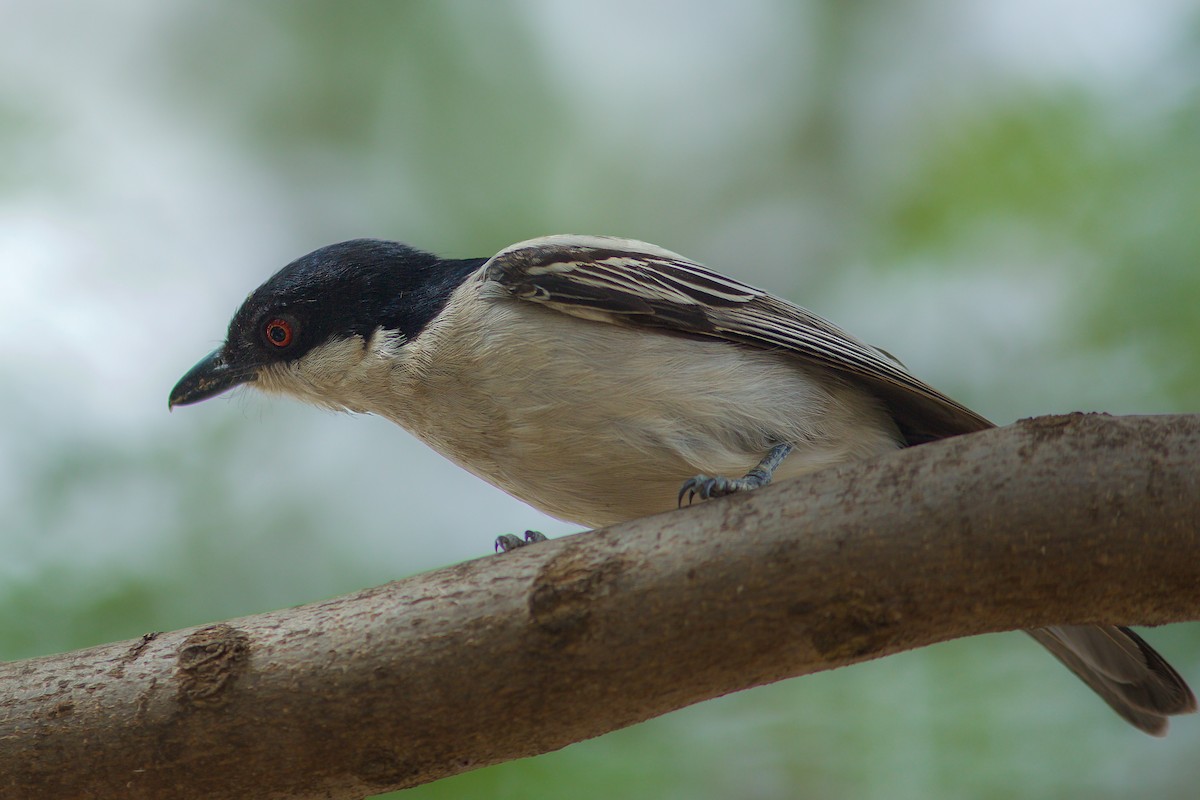 Northern Puffback - Morten Lisse