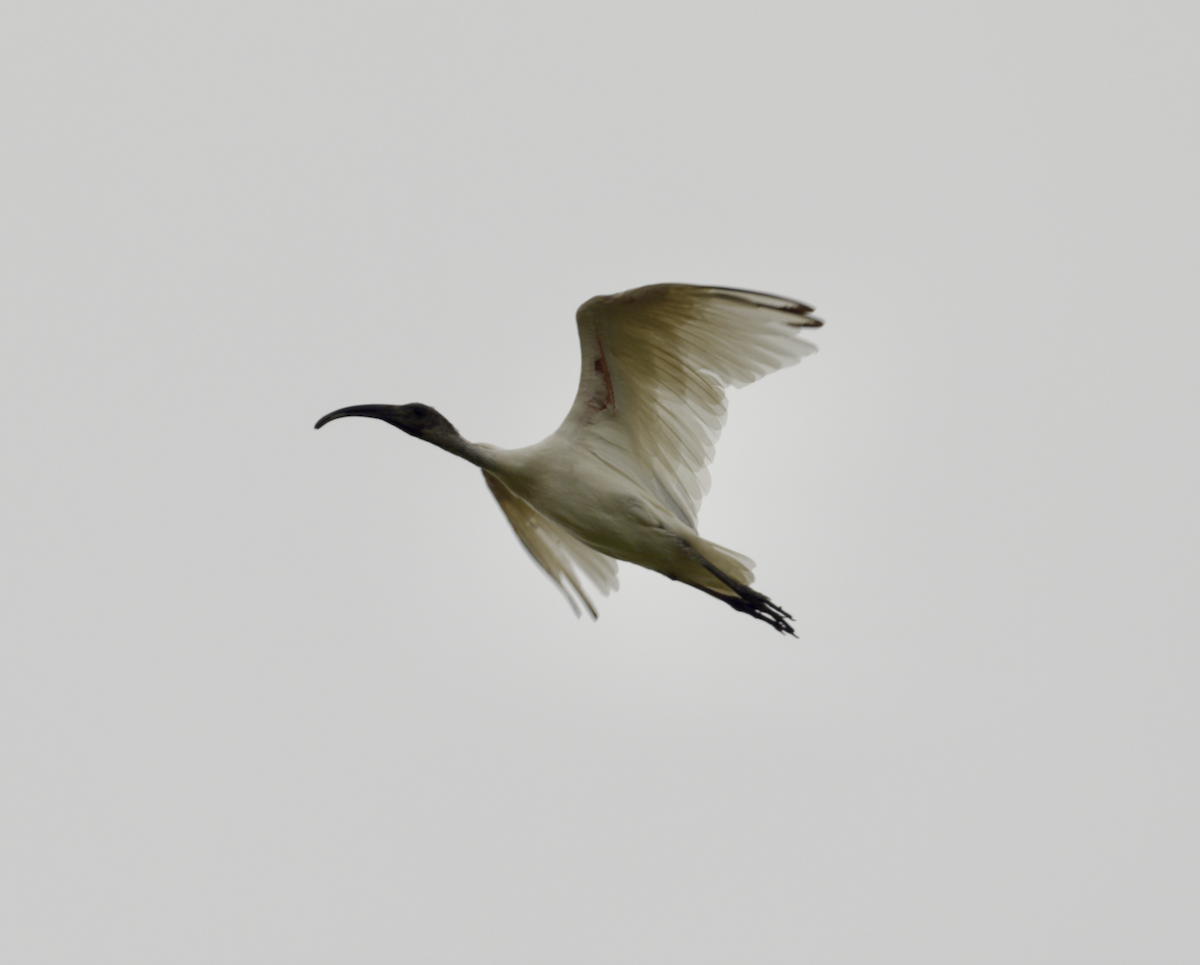 Black-headed Ibis - ML618662767