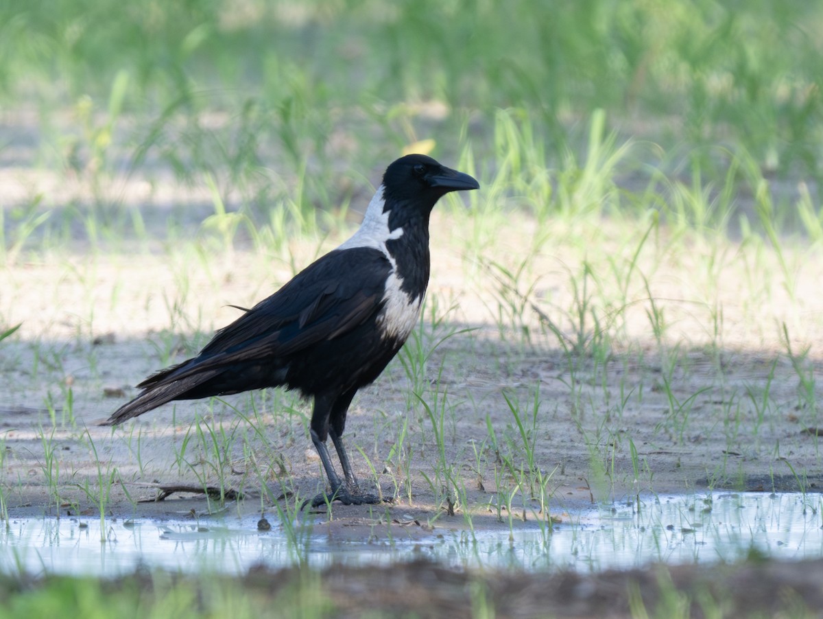 Collared Crow - ML618662775