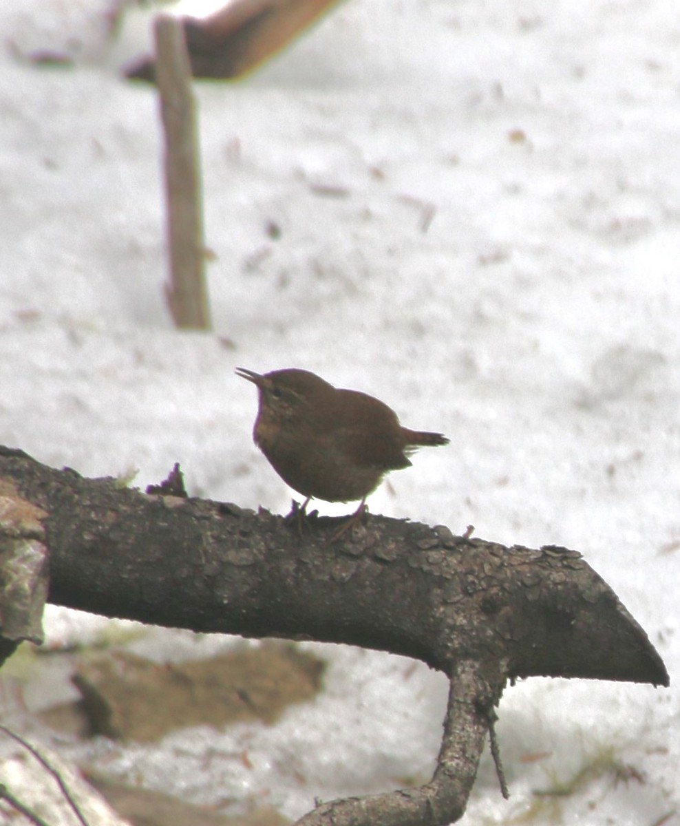 Pacific Wren - ML618662786