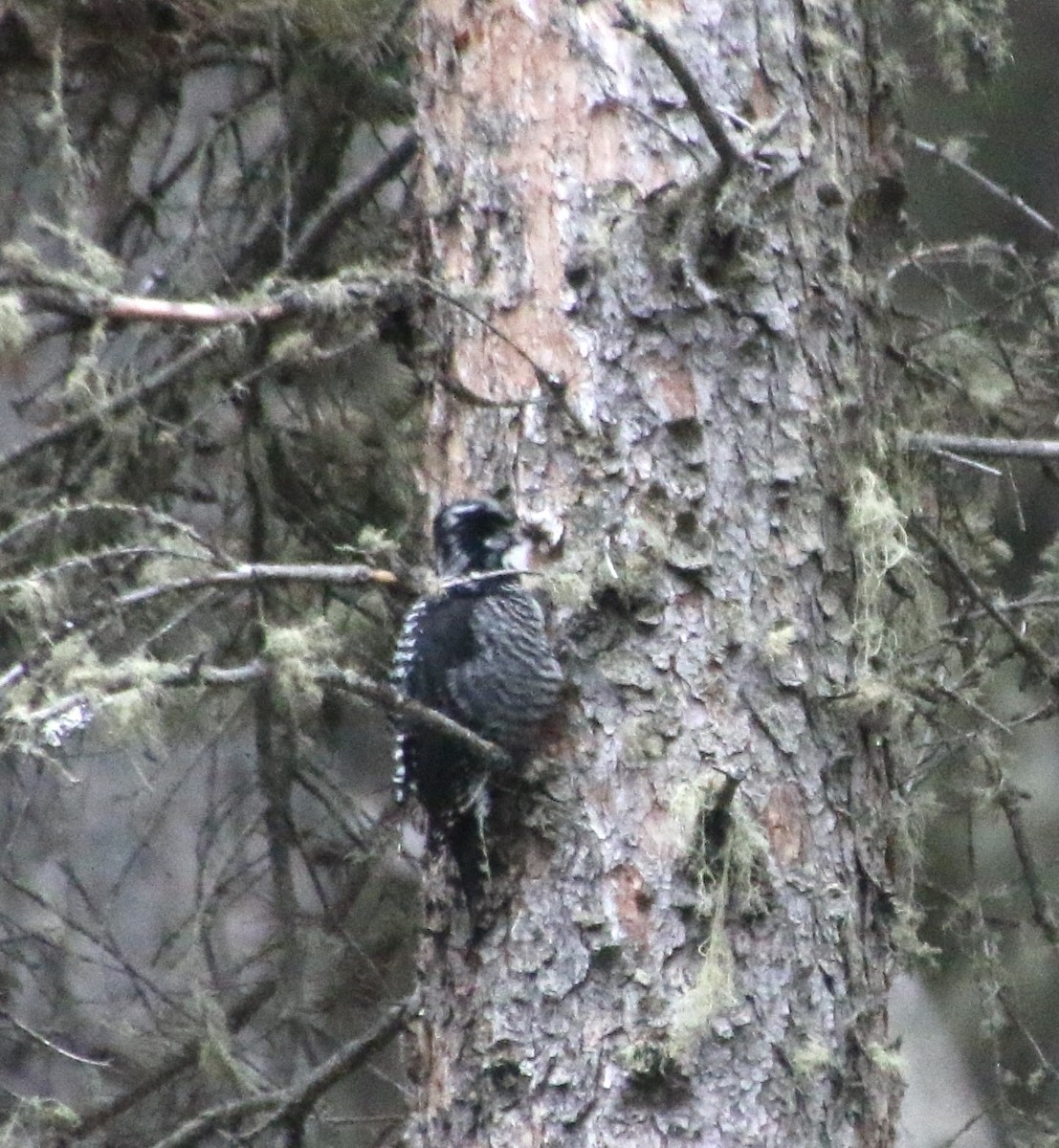 American Three-toed Woodpecker - ML618662813