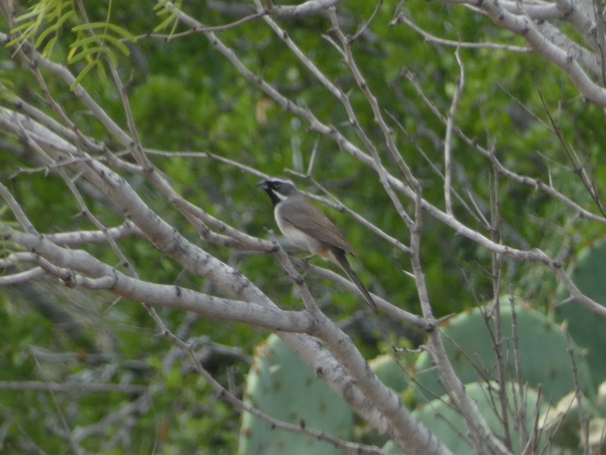 Black-throated Sparrow - ML618662830