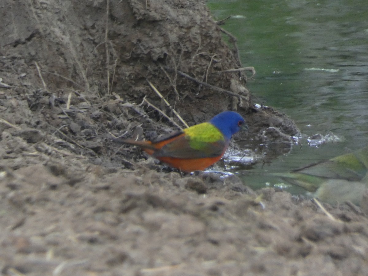 Painted Bunting - ML618662838