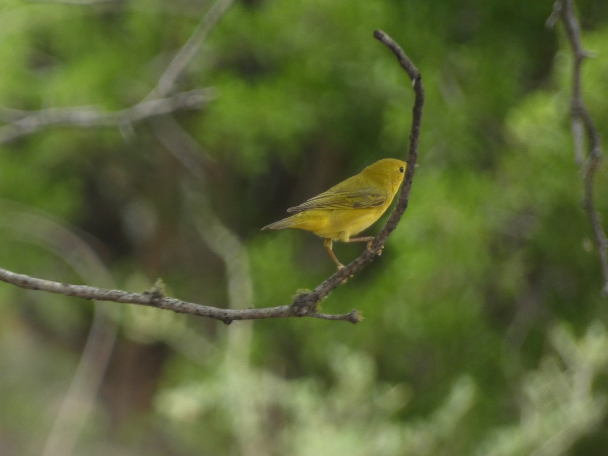 Yellow Warbler - ML618662840