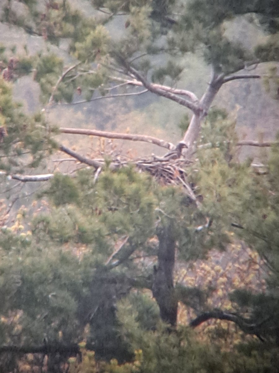 Bald Eagle - Nora E Hanke