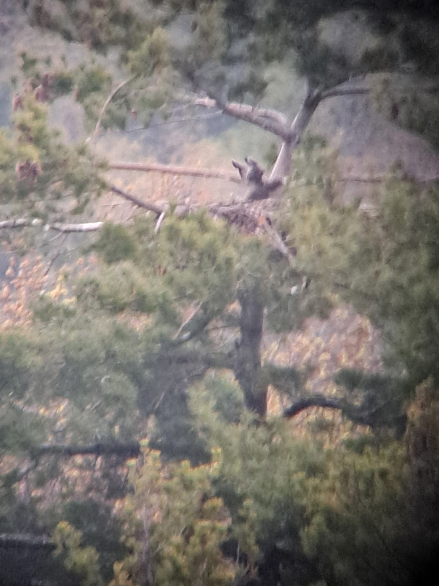 Bald Eagle - ML618662845