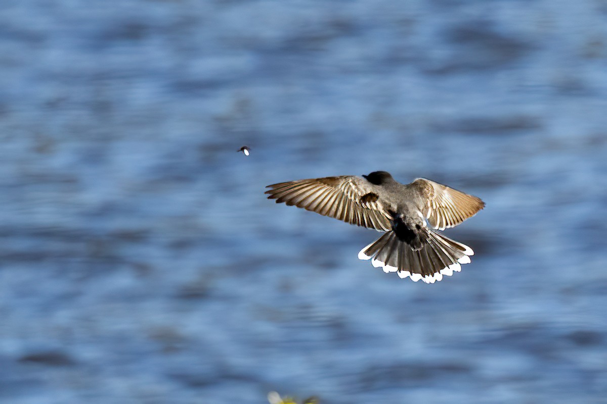 Eastern Kingbird - ML618662847