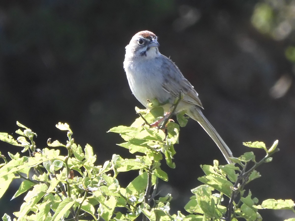 Rufous-crowned Sparrow - ML618662862