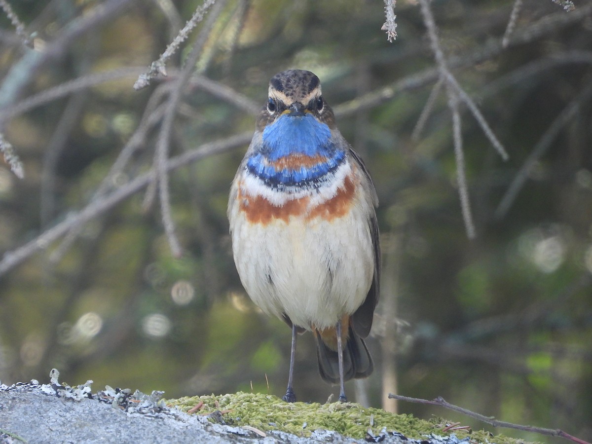 Bluethroat (Red-spotted) - ML618662878