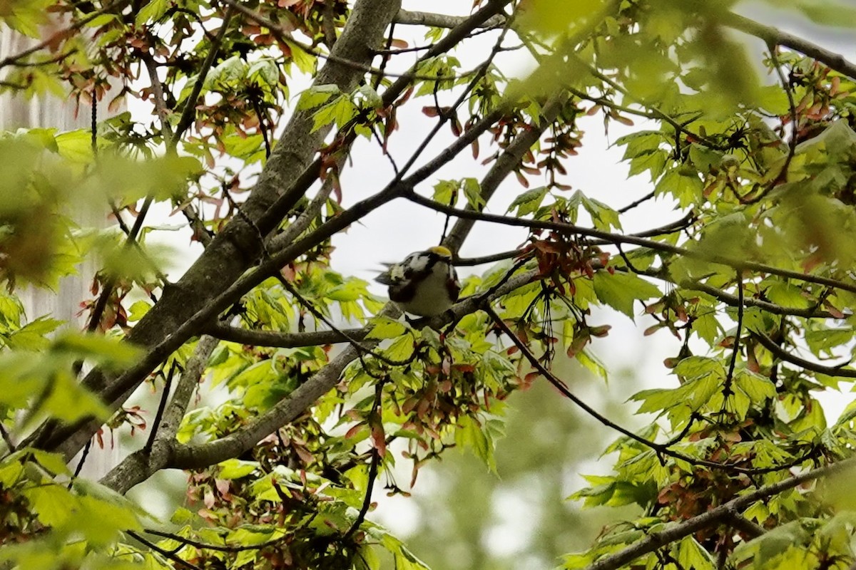 Chestnut-sided Warbler - ML618662897