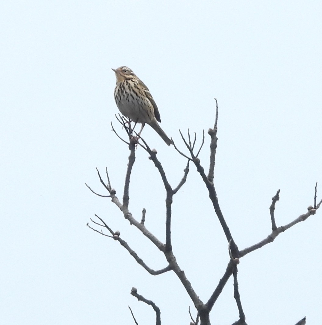 Olive-backed Pipit - ML618662902