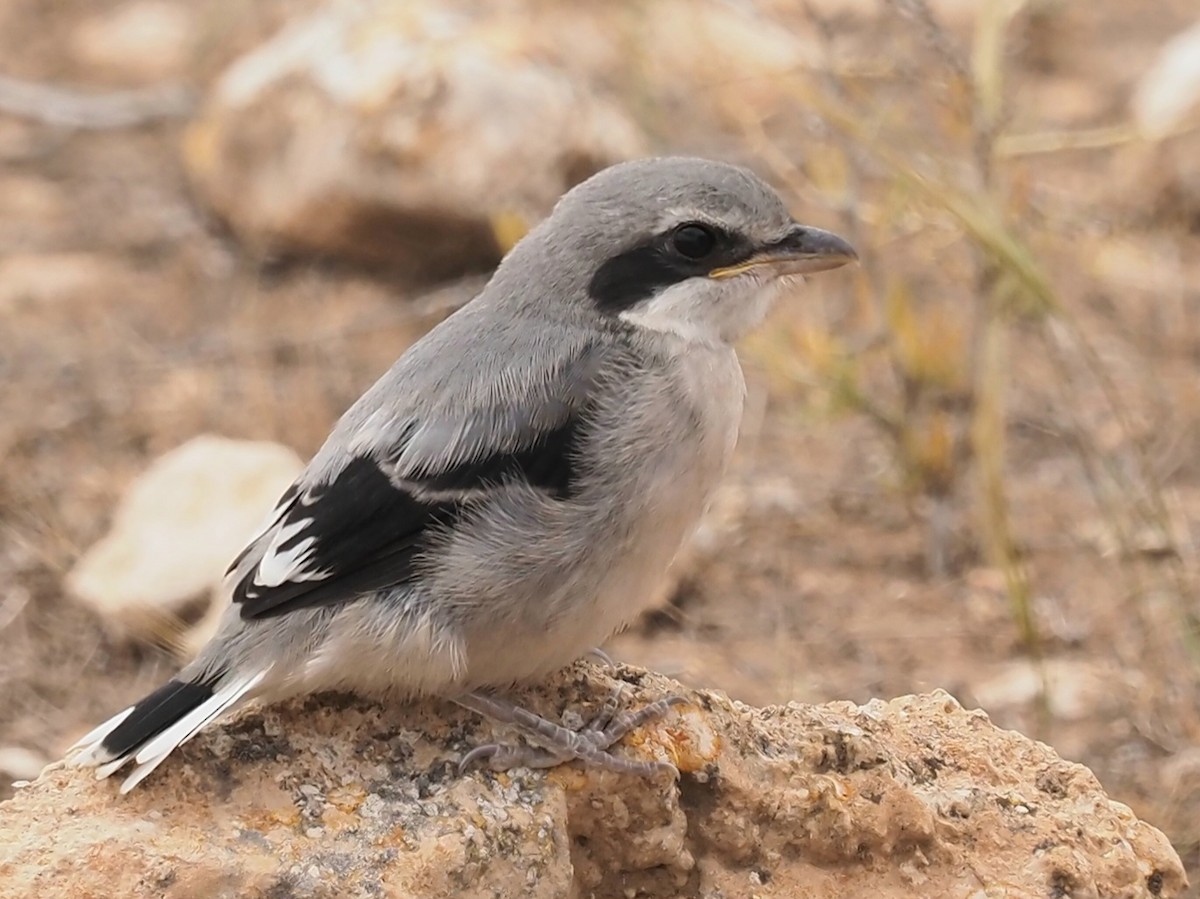 Iberian Gray Shrike - Laurent Couzi