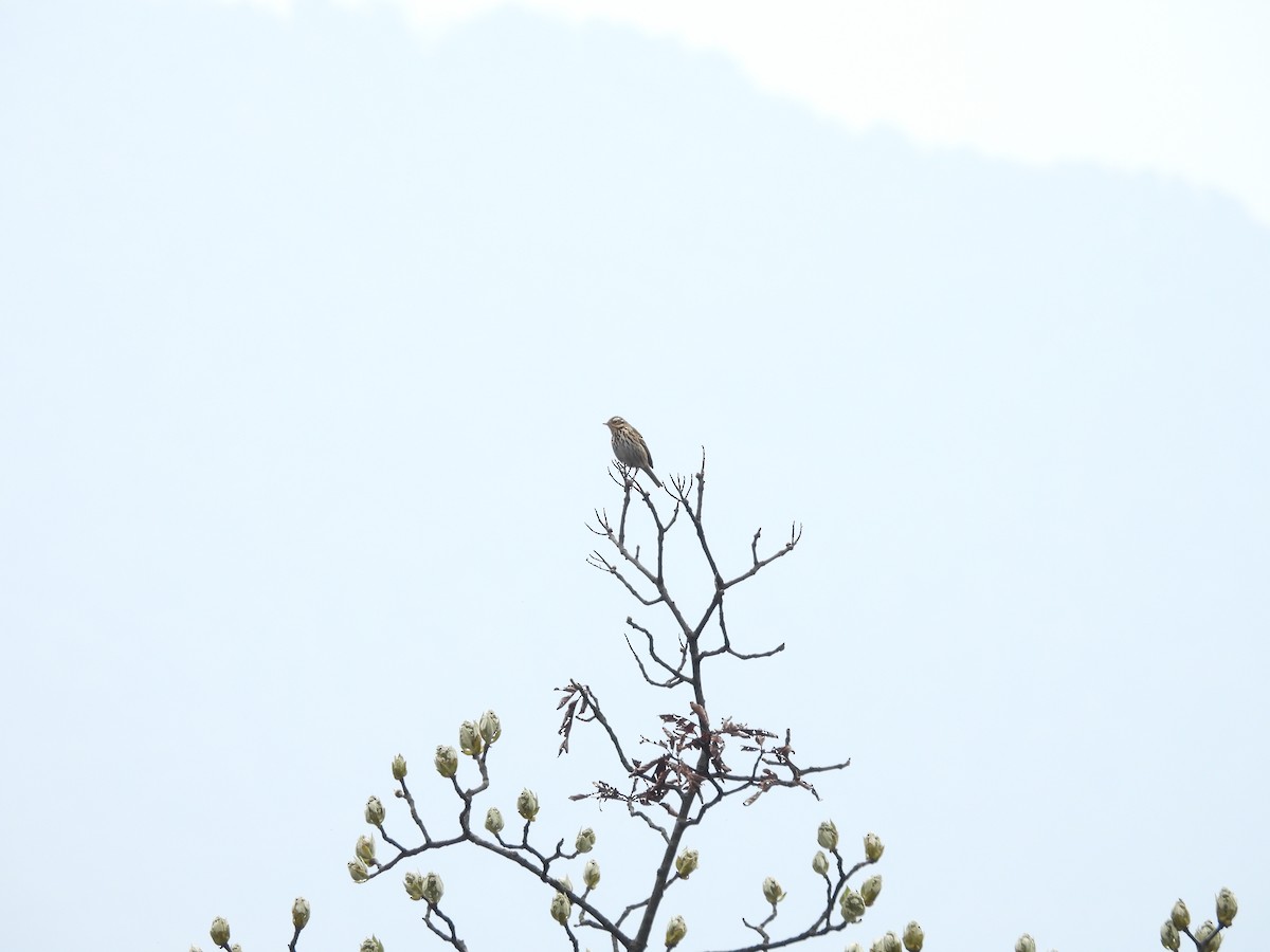 Olive-backed Pipit - ML618662925