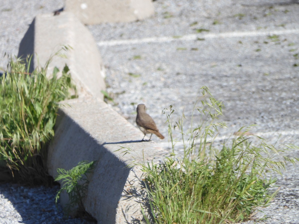 Rock Wren - ML618662927