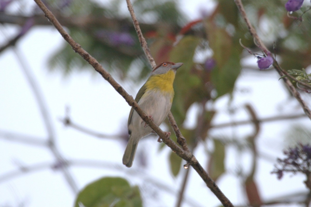 Rufous-browed Peppershrike - ML618662952