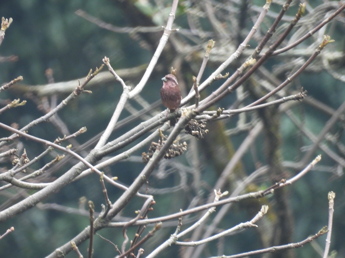 Dark-rumped Rosefinch - ML618662987