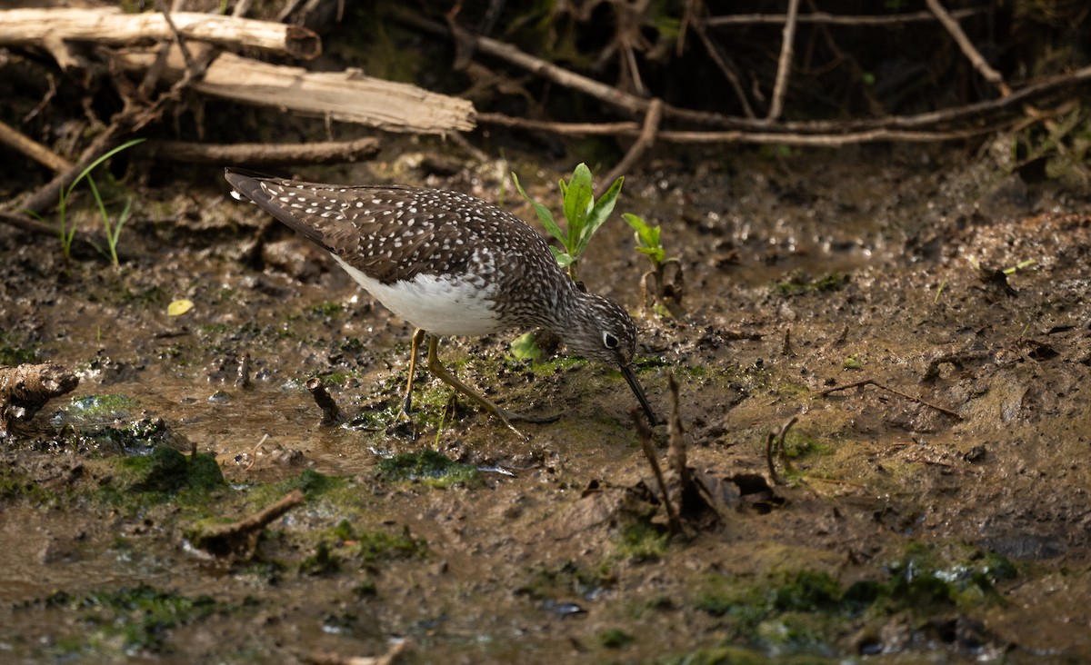 Solitary Sandpiper - ML618662992