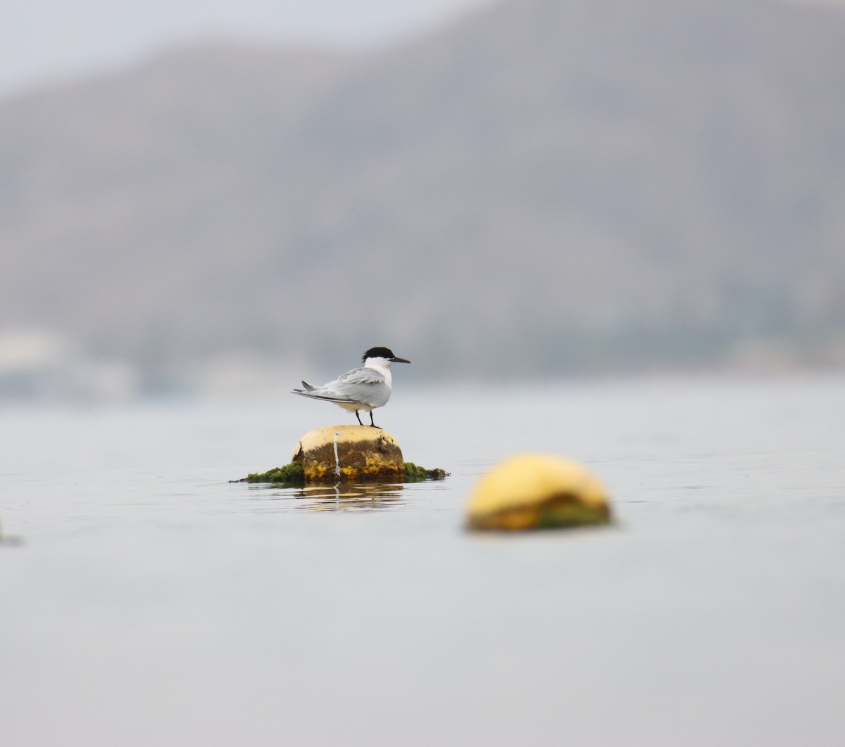 Sandwich Tern - ML618662996