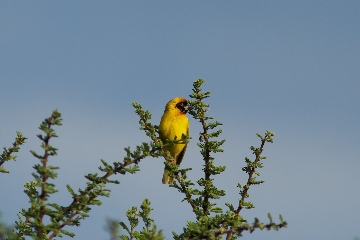 Vitelline Masked-Weaver - ML618663001