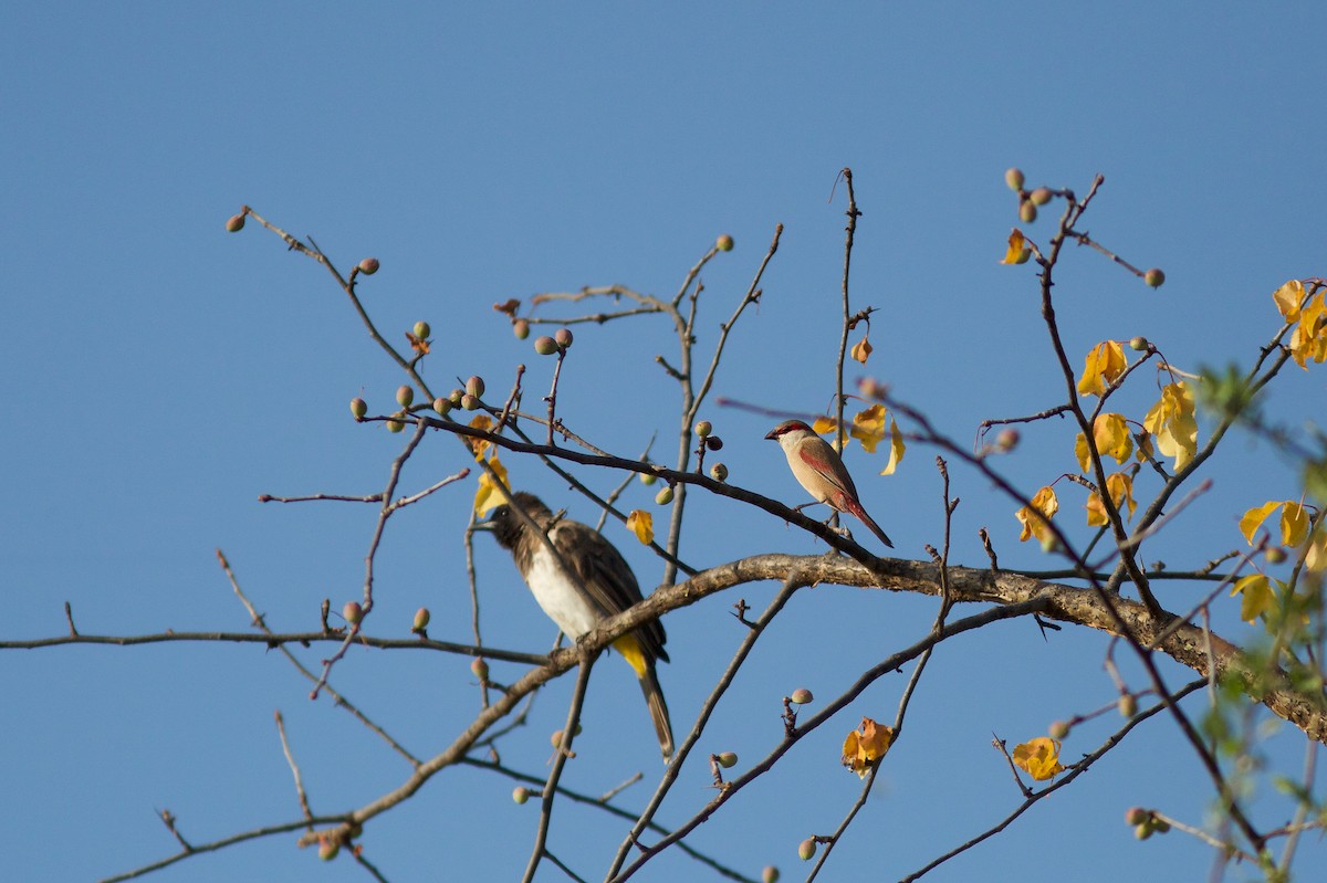 Crimson-rumped Waxbill - ML618663008