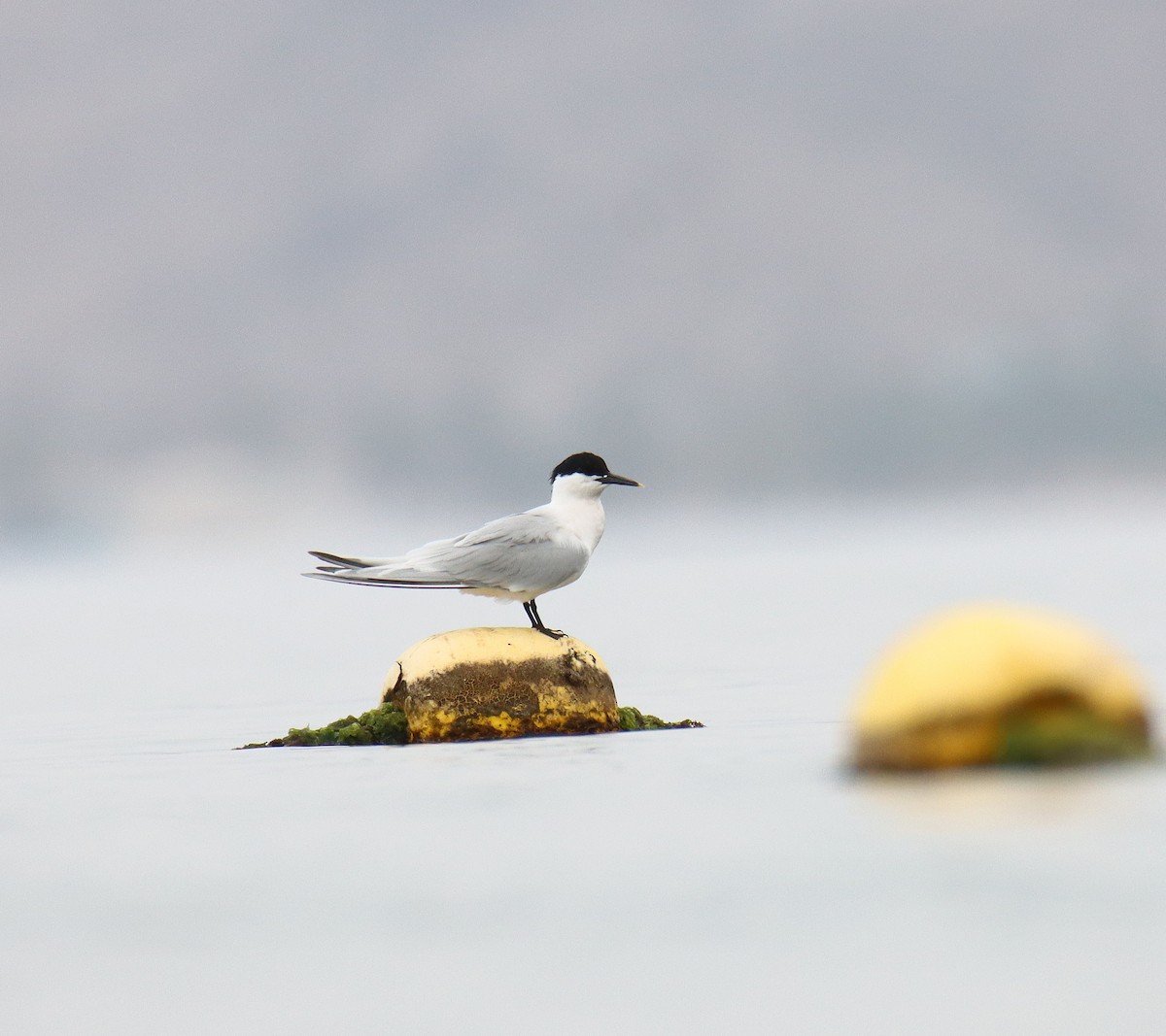 Sandwich Tern - ML618663011