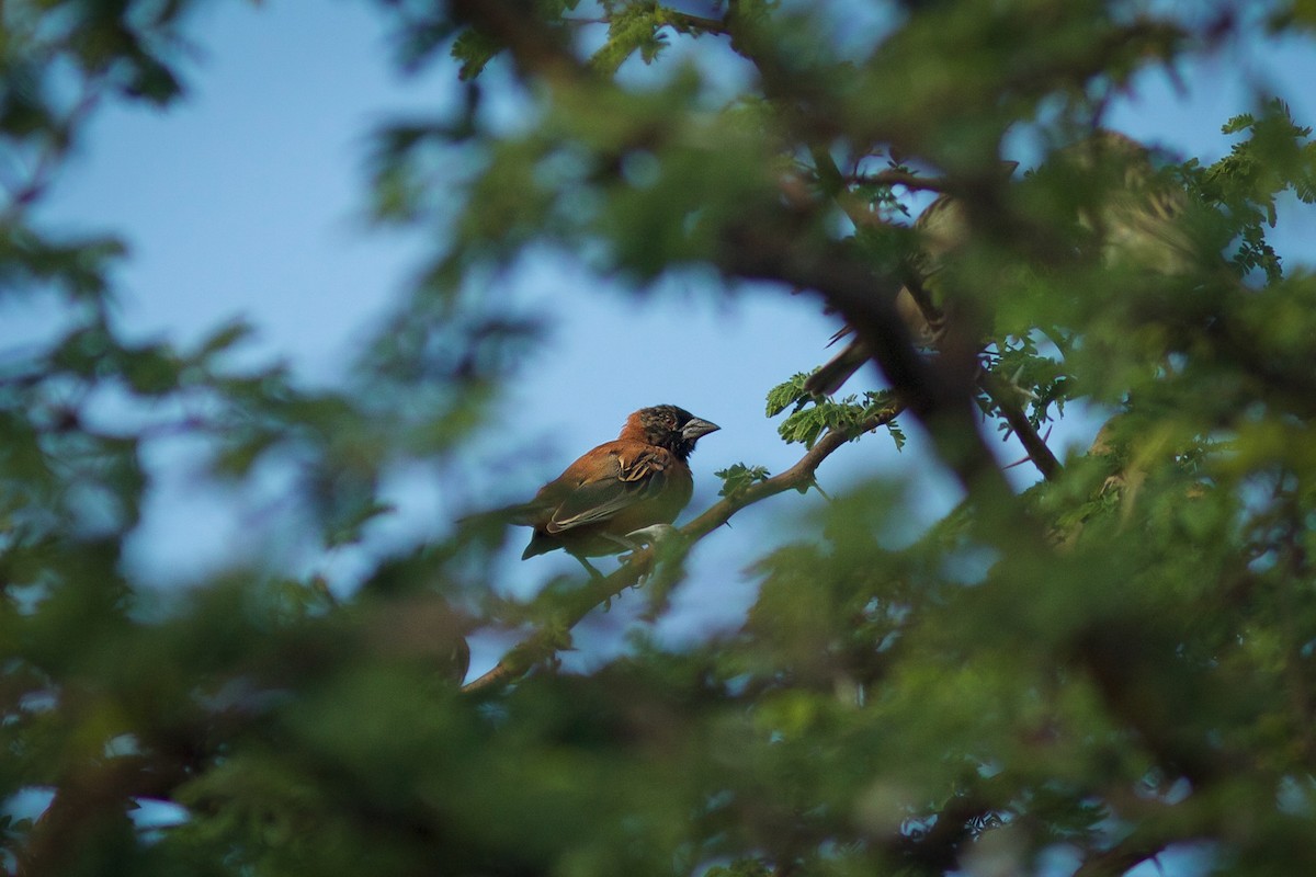 Chestnut Weaver - ML618663017