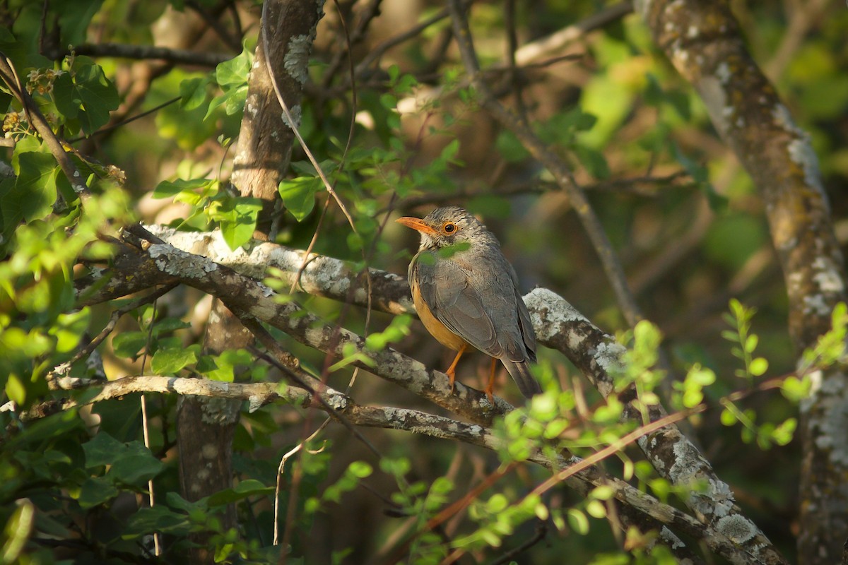 African Bare-eyed Thrush - ML618663020