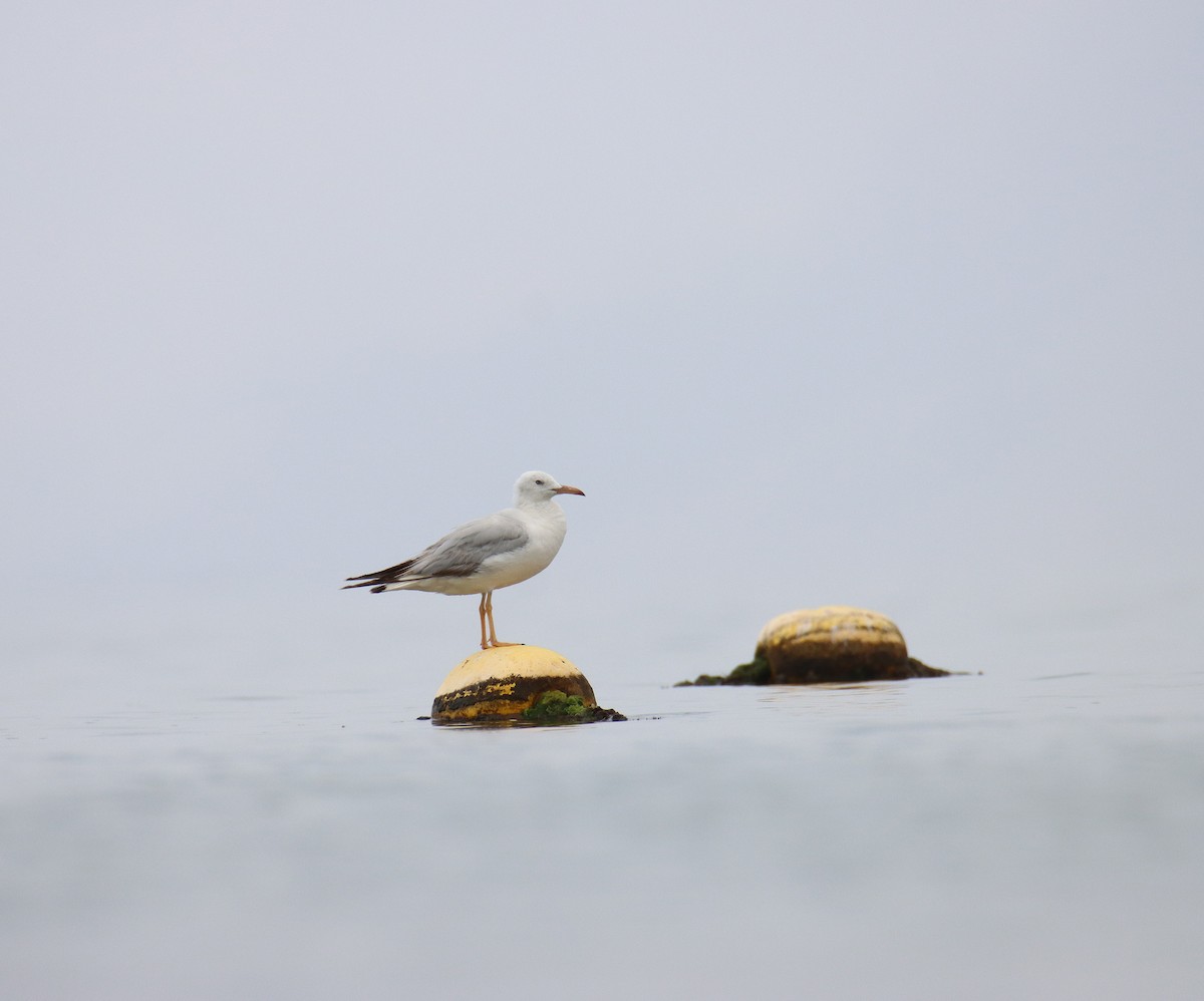 Slender-billed Gull - ML618663029