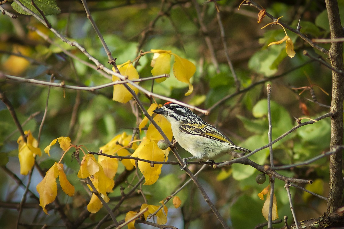Northern Red-fronted Tinkerbird - ML618663041