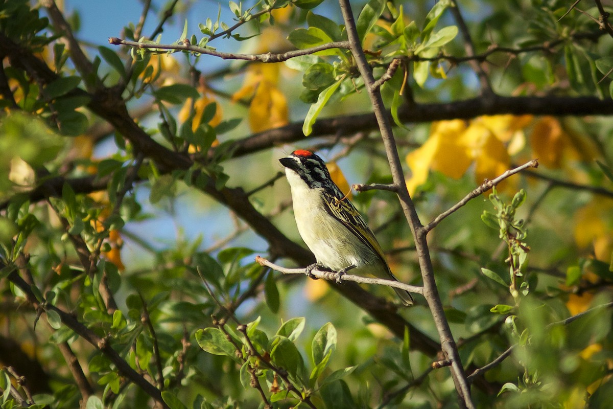 Red-fronted Tinkerbird - Morten Lisse