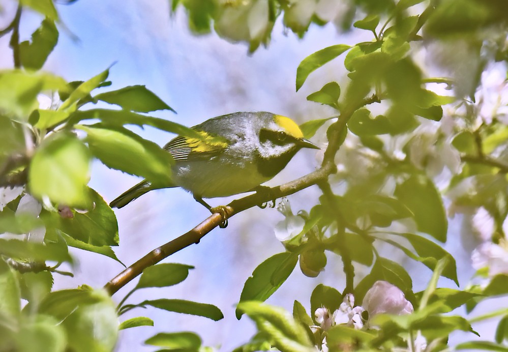 Golden-winged Warbler - ML618663048