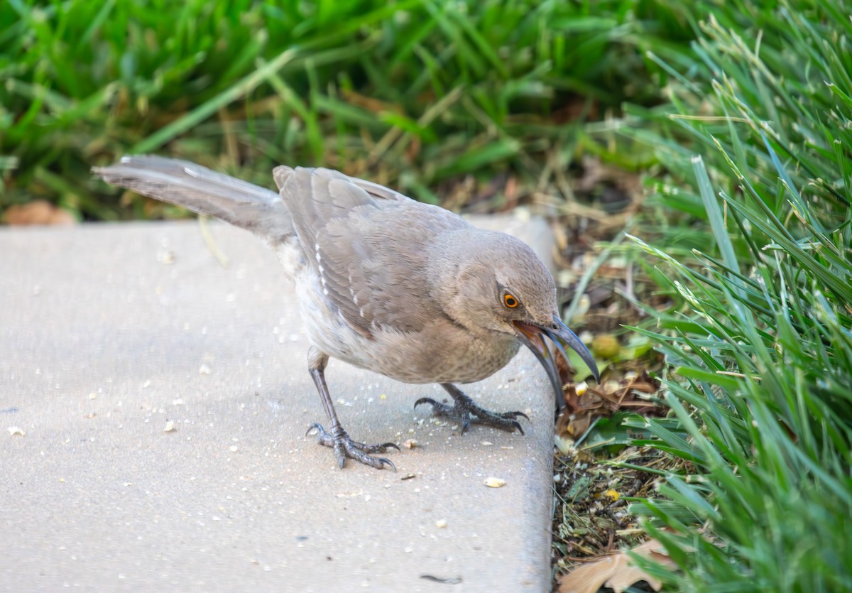 Curve-billed Thrasher - ML618663052