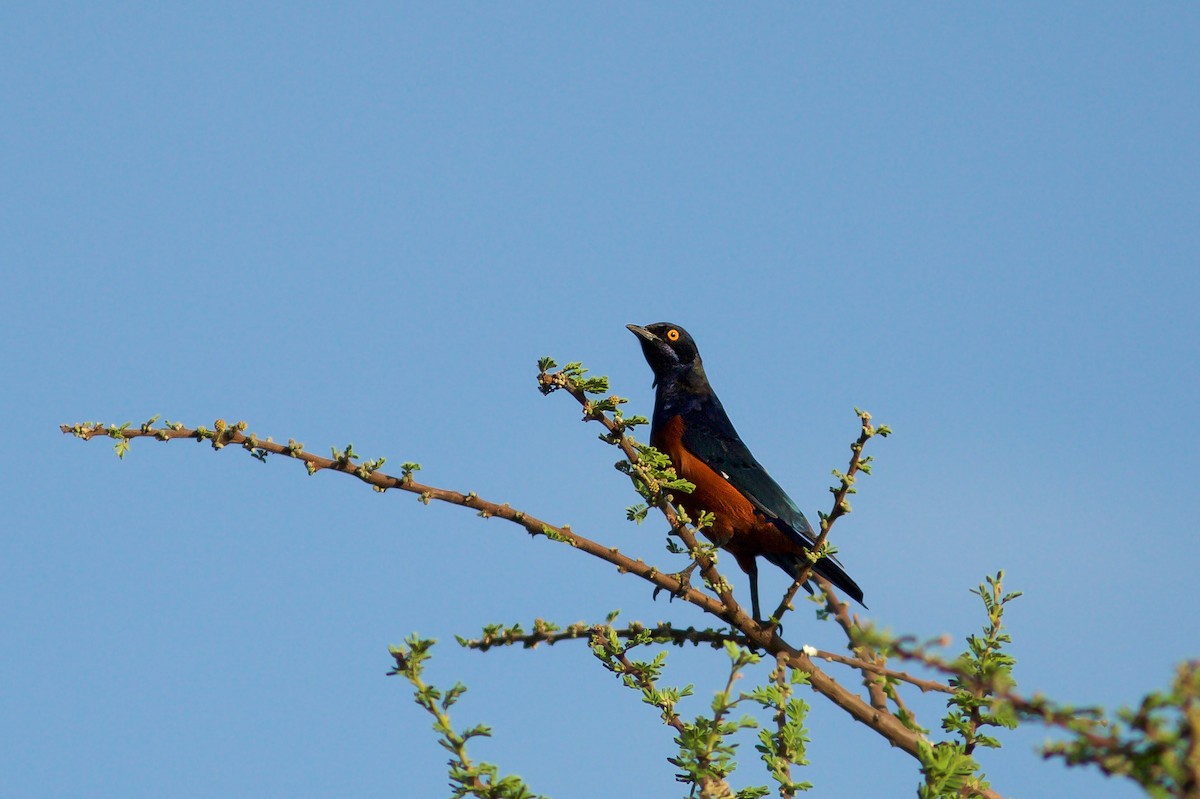 Shelley's Starling - ML618663058