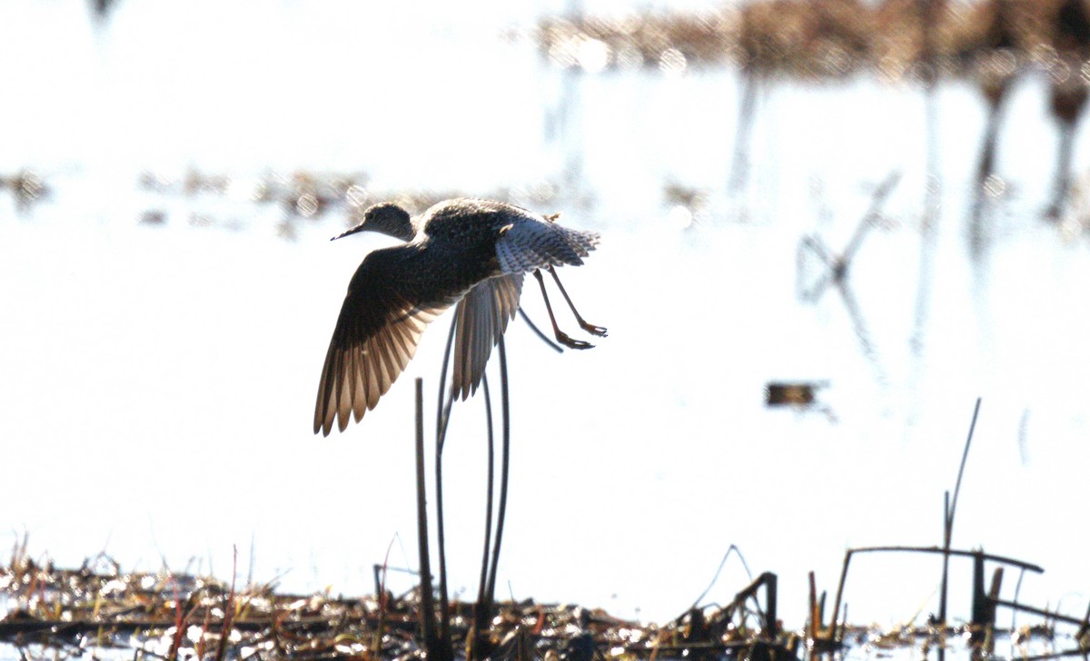 Greater Yellowlegs - FELIX-MARIE AFFA'A